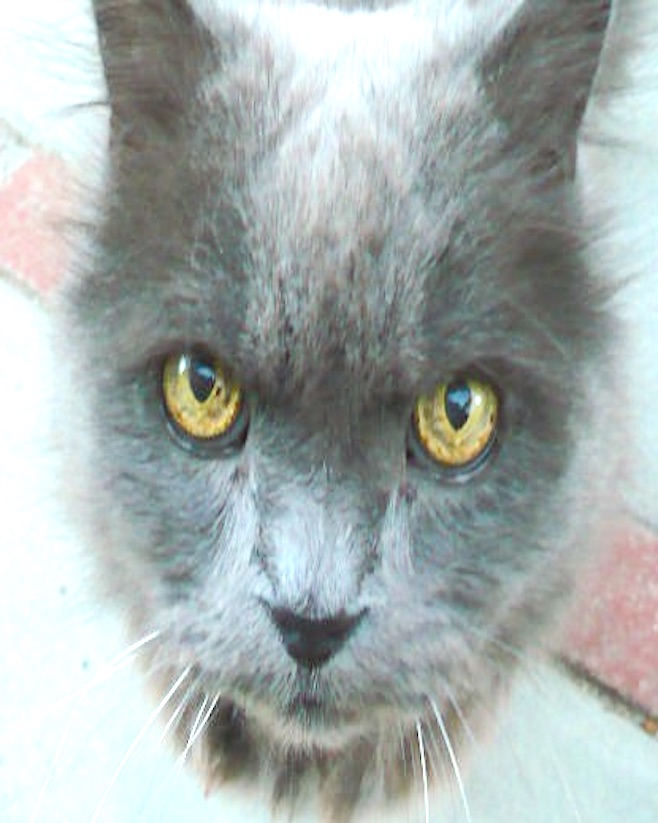 Nim on Patio Burbank 1 cropped 1